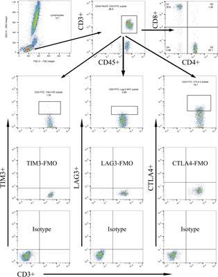 A potential defensive role of TIM-3 on T lymphocytes in the inflammatory involvement of diabetic kidney disease